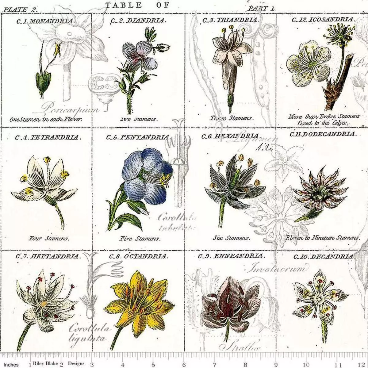 Flower Classes White by J Wecker Frisch