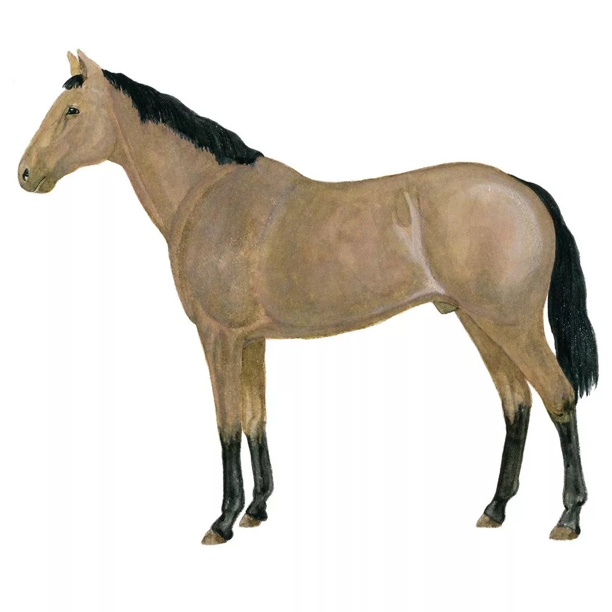 lobero-horse-illustration-fabric-panel Lobero Horse Illustration Fabric Panel