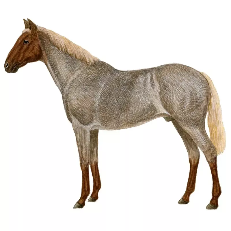 Overo Oscuro Horse Illustration Fabric Panel