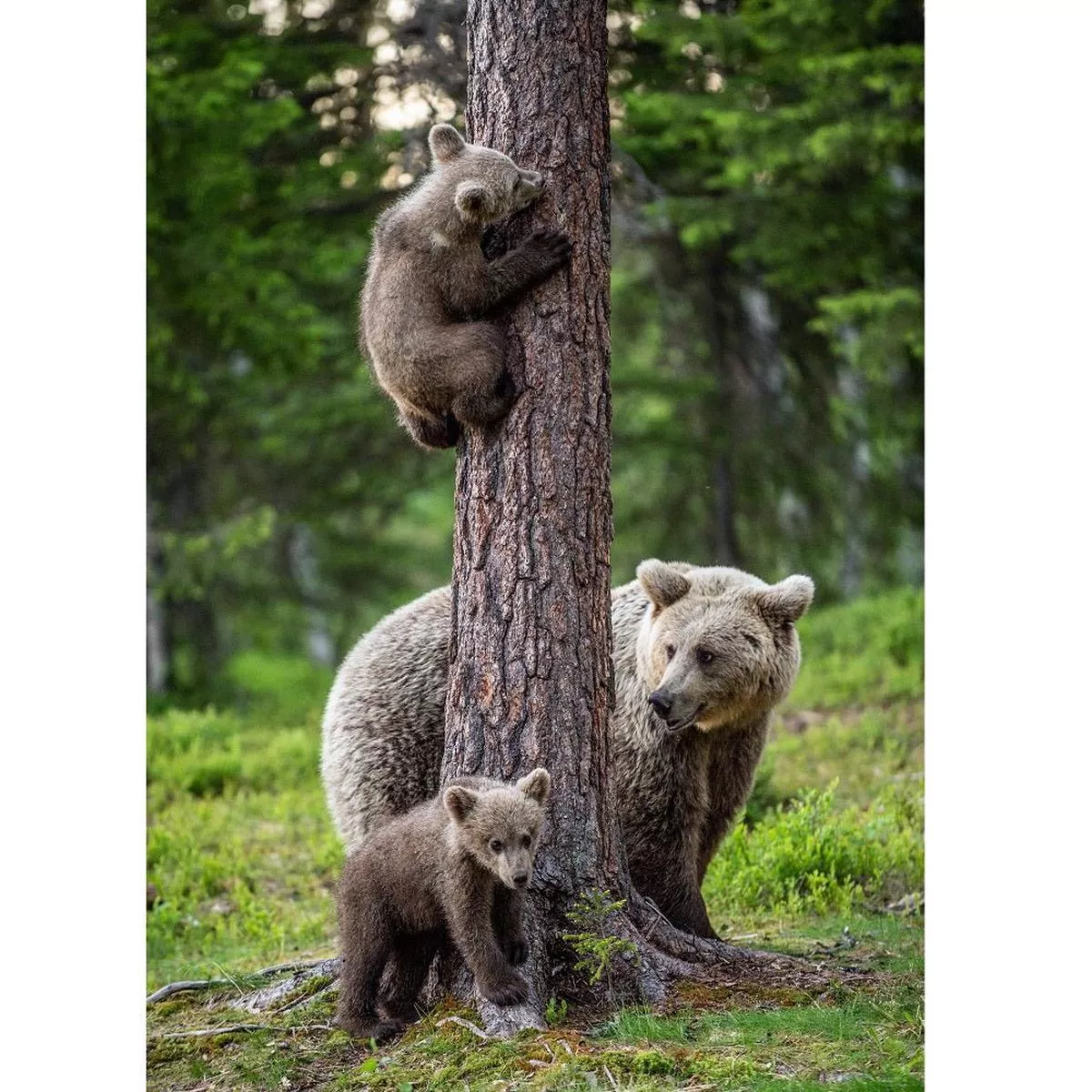 realistic-brown-bear-cubs-in-tree-fabric-panel Realistic Brown Bear Cubs in Tree Fabric Panel