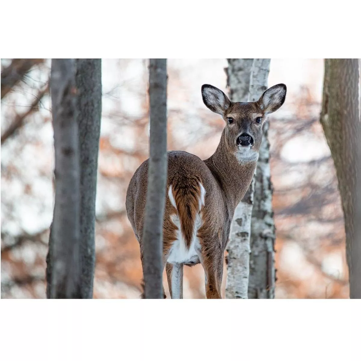 realistic-female-white-tailed-deer-fabric-panel Realistic Female White-Tailed Deer Fabric Panel