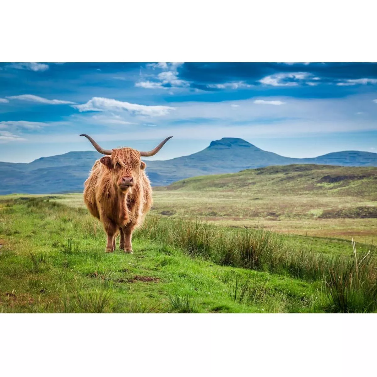 Realistic Highland Cow Fabric Panel