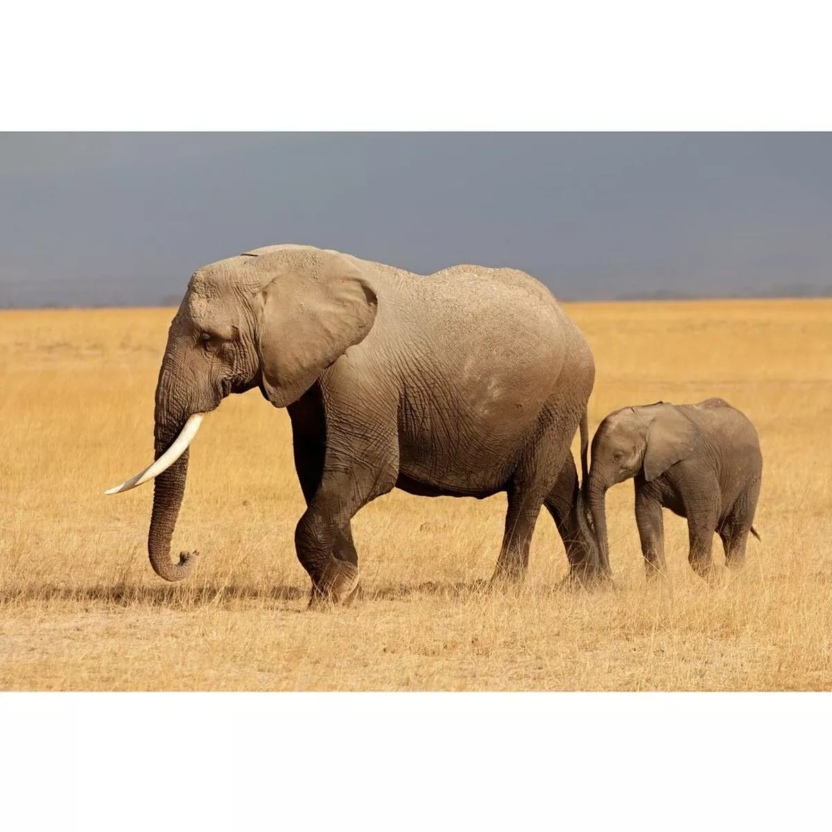 realistic-mom-baby-elephant-fabric-panel Realistic Mom & Baby Elephant Fabric Panel
