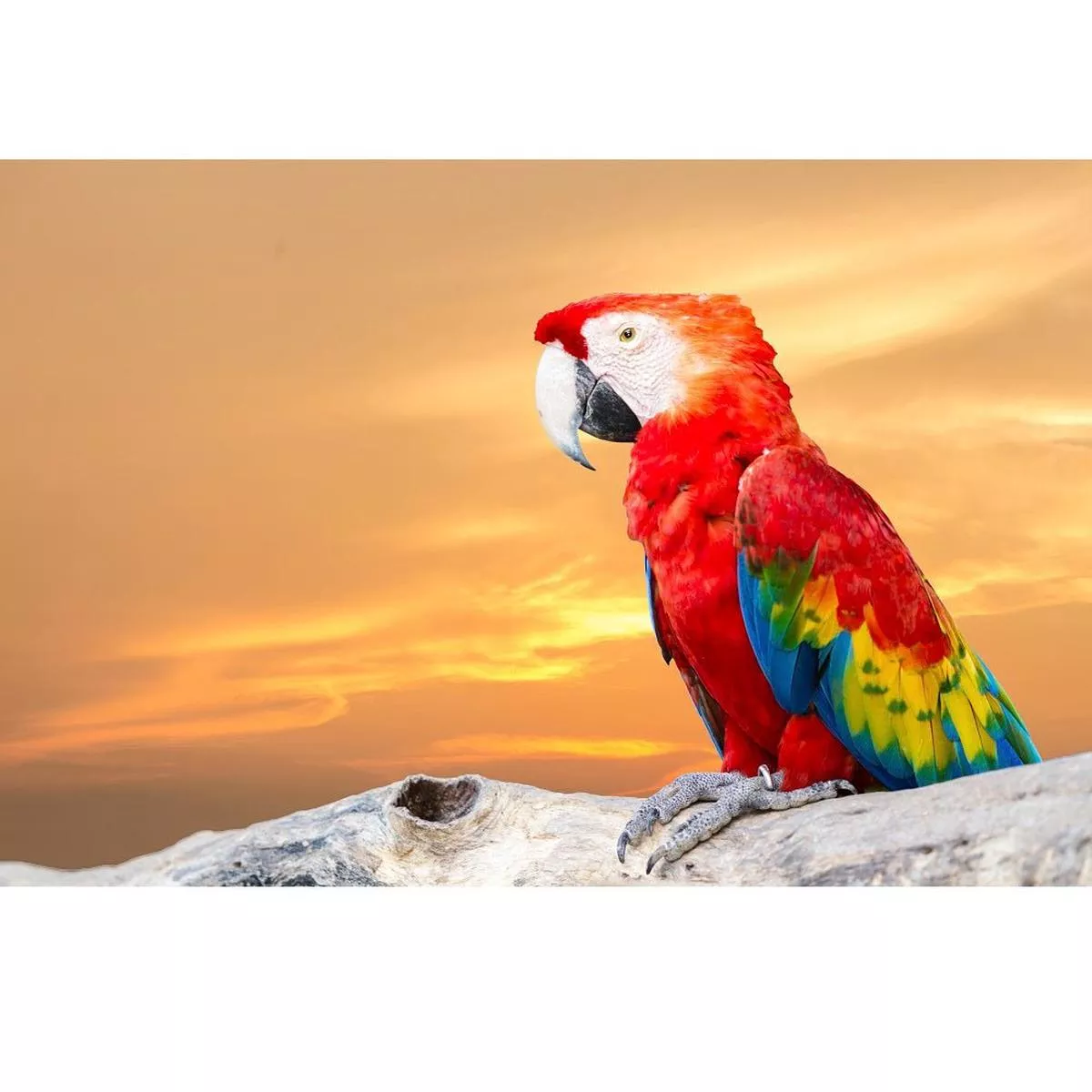 Realistic Scarlet Macaw Fabric Panel