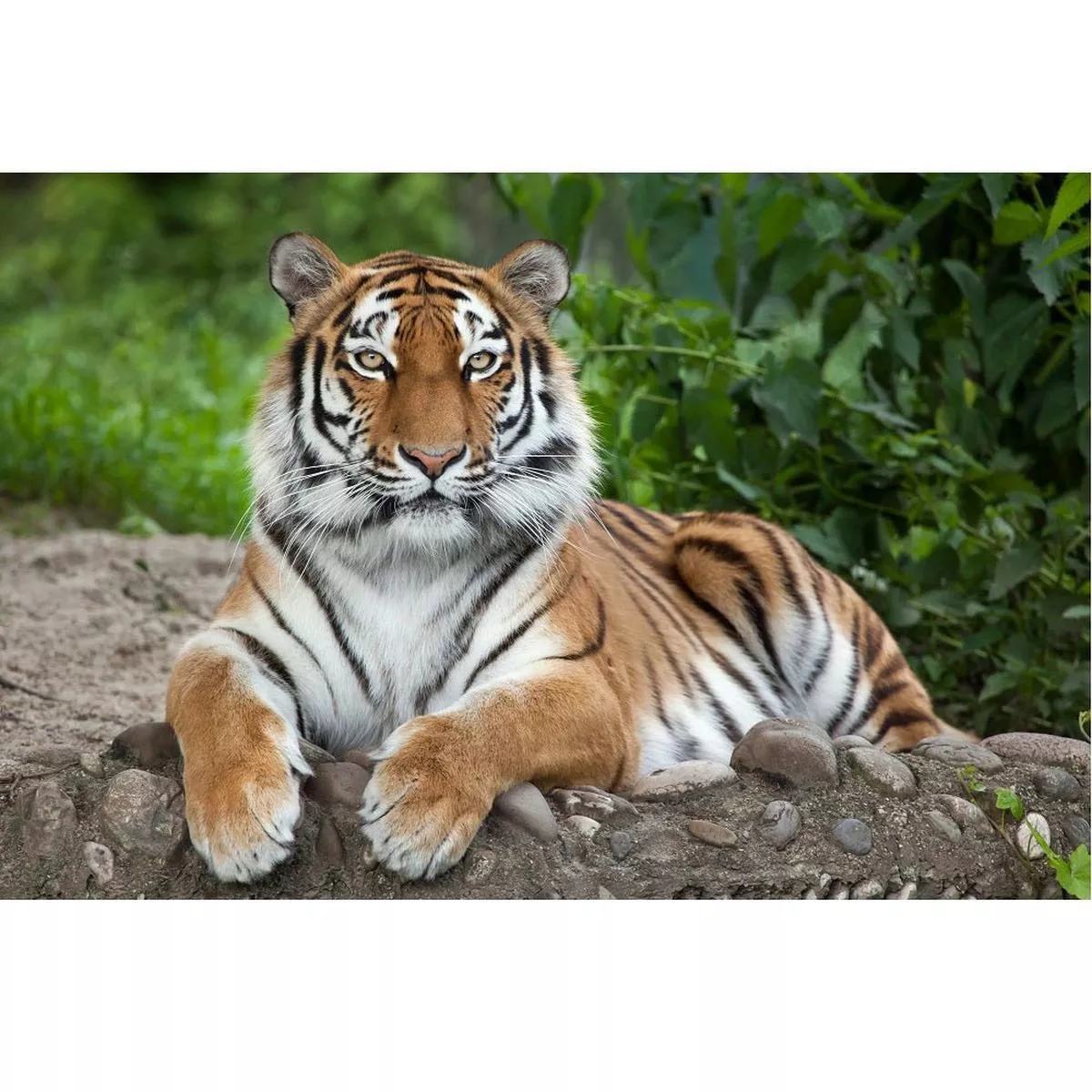 Realistic Siberian Tiger Fabric Panel