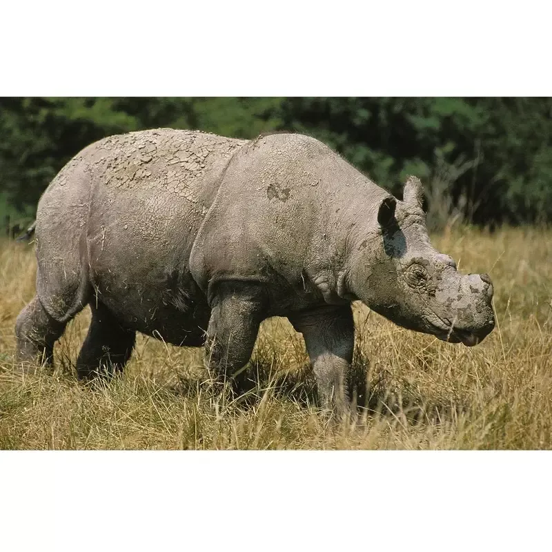 realistic-sumatran-rhinoceros-fabric-panel Realistic Sumatran Rhinoceros Fabric Panel