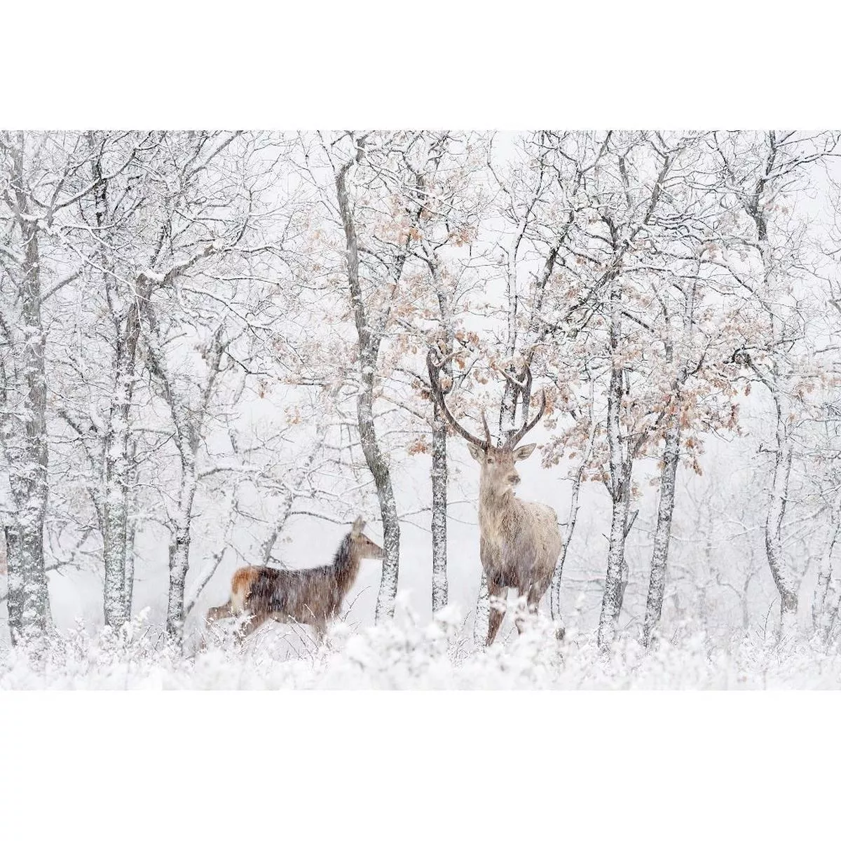 realistic-winter-deer-scene-fabric-panel Realistic Winter Deer Scene Fabric Panel