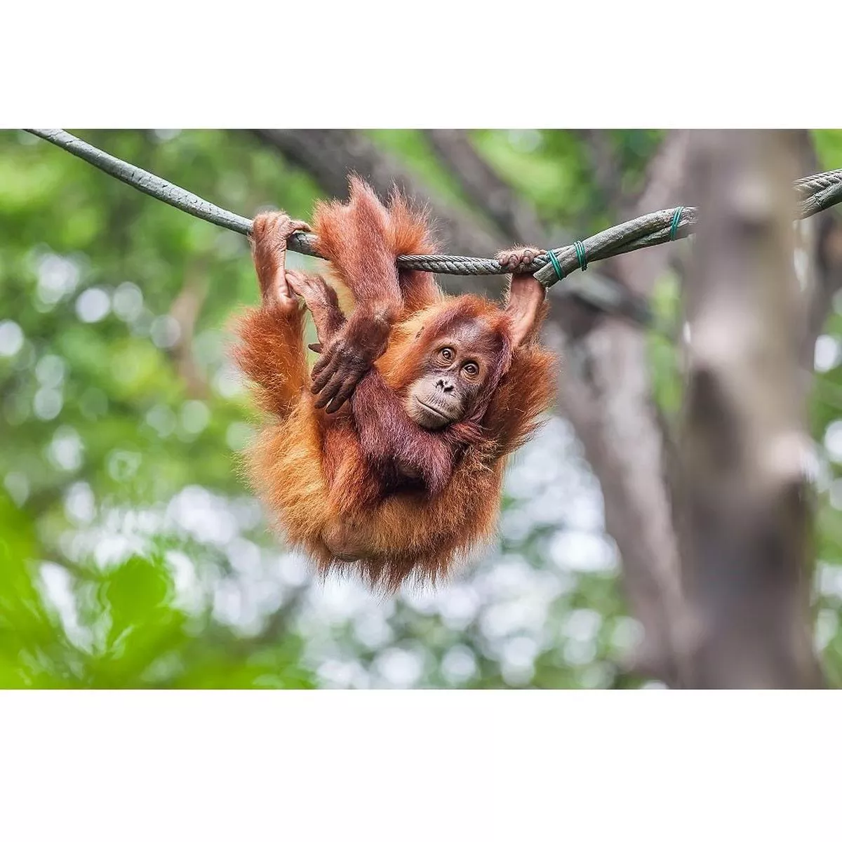 Realistic Young Orangutan Fabric Panel