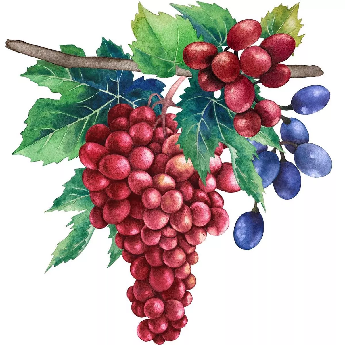 red-grape-pedicels-fabric-panel-variation-2 Red Grape Pedicels Fabric Panel – Variation 2