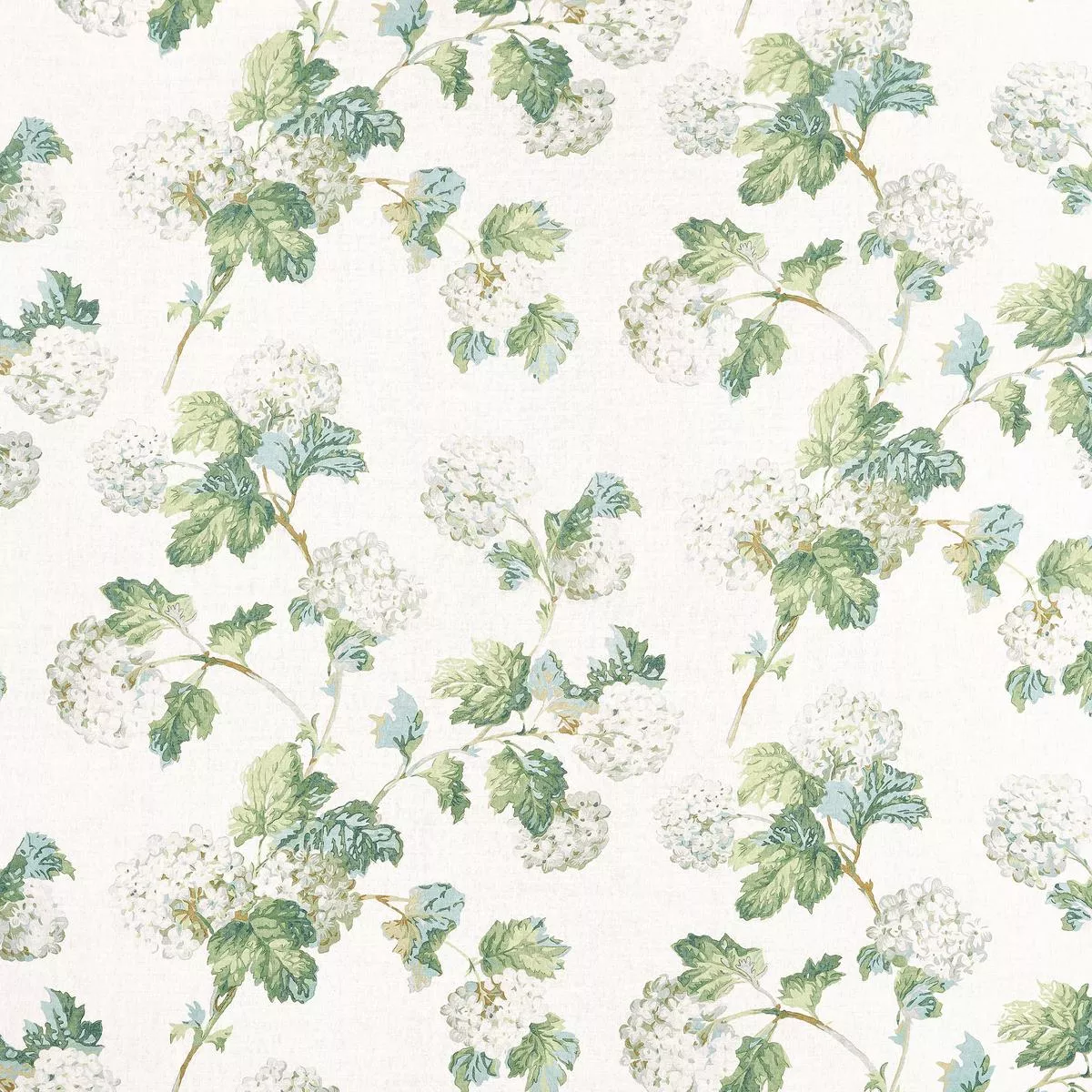 Sussex Hydrangea – White and Green